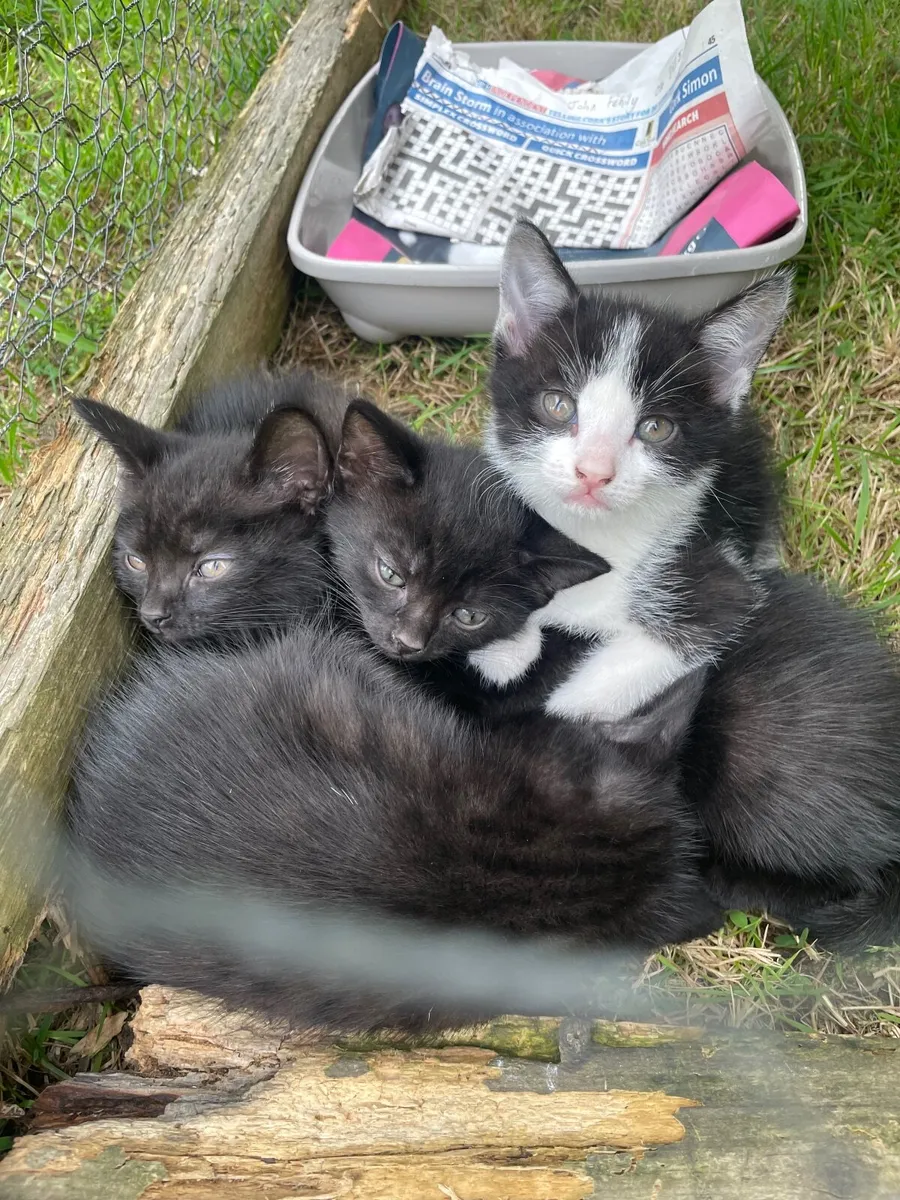 Kittens - Image 1
