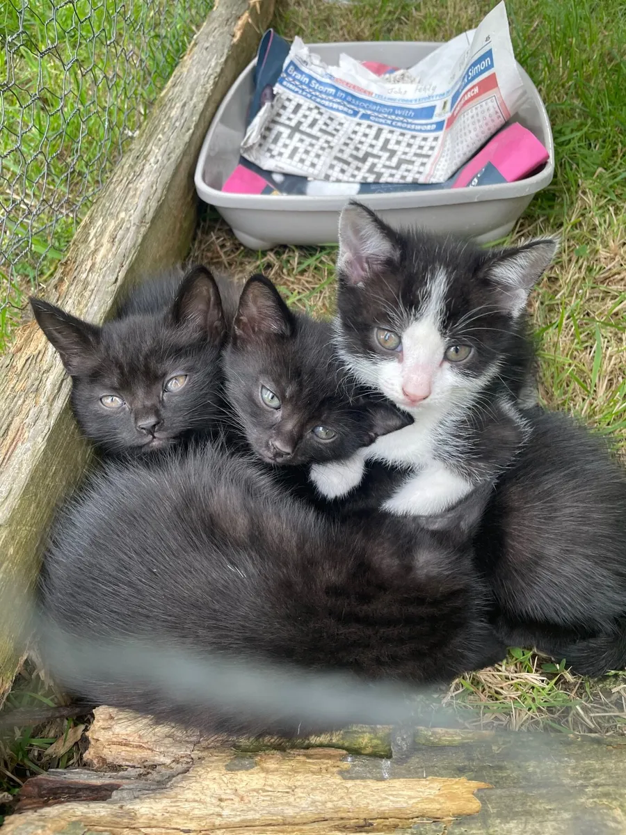 Kittens - Image 2