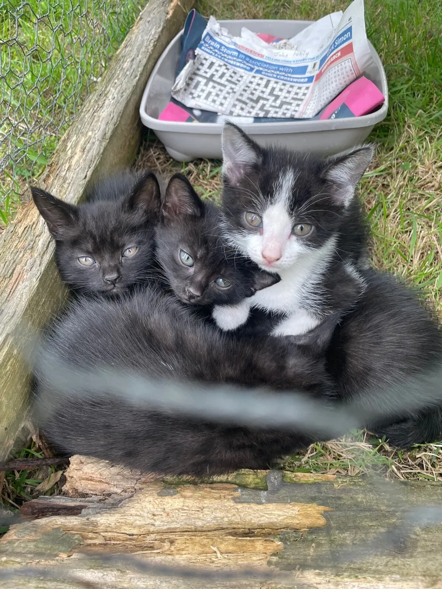 Kittens - Image 3