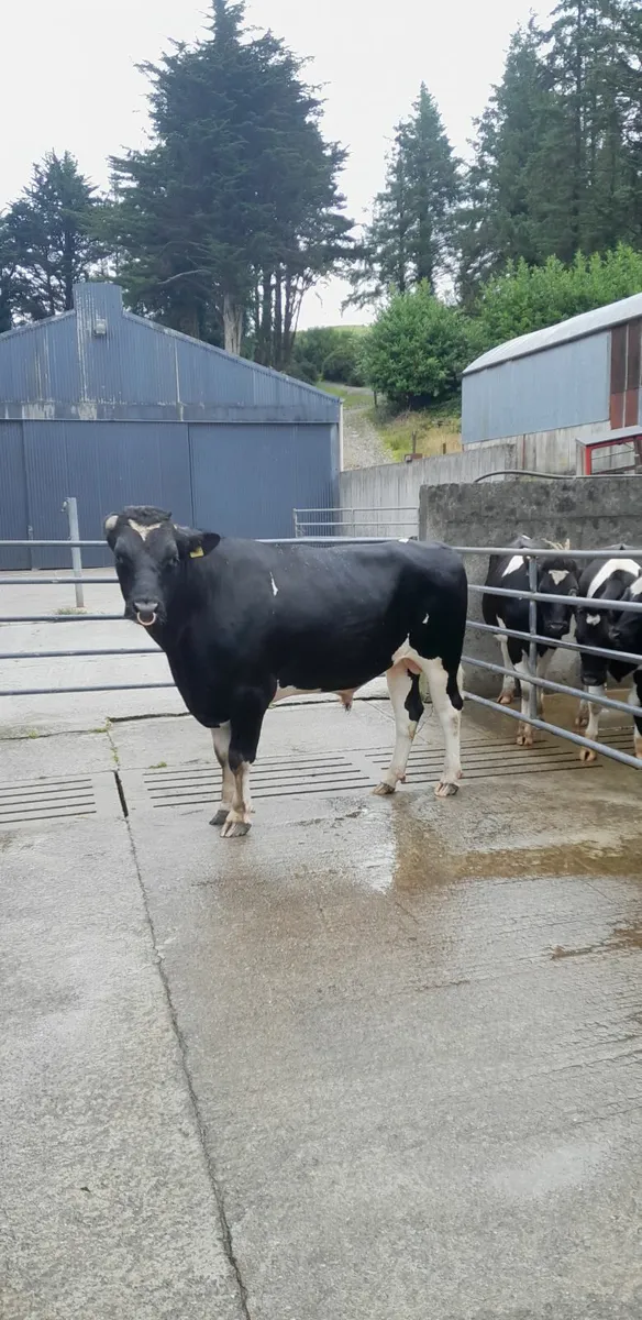 Pedigree Registered Friesian Bull - Image 1