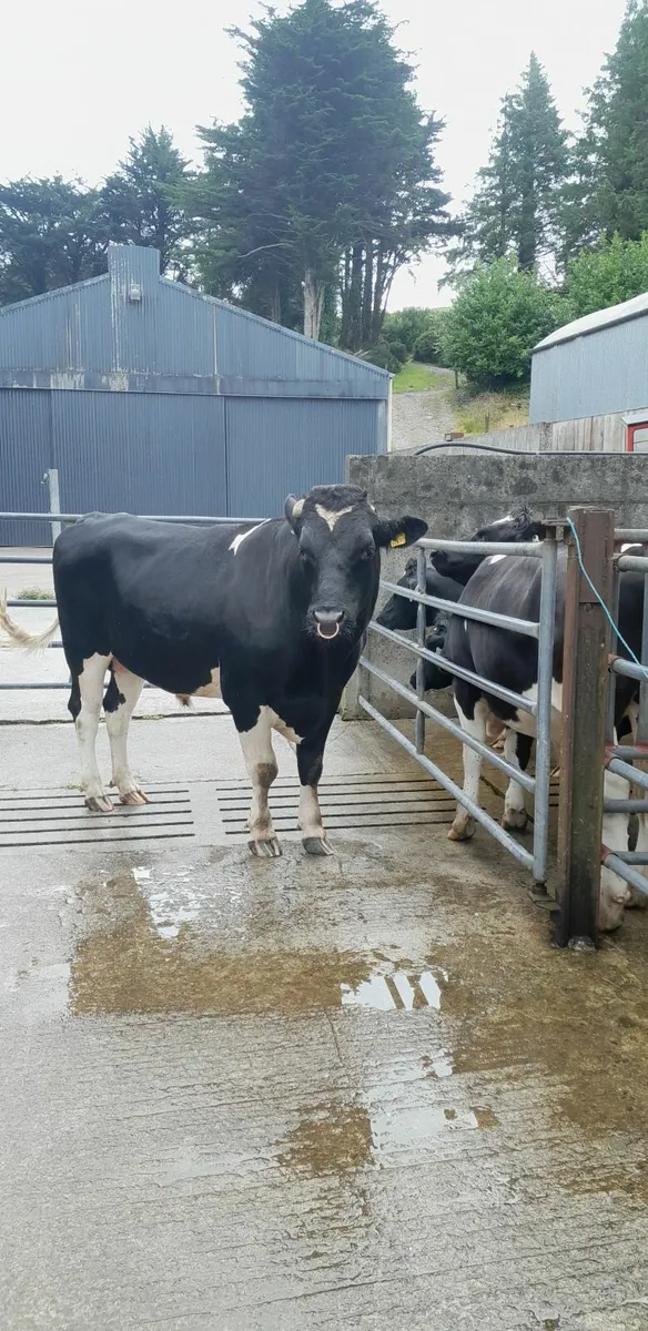 Pedigree Registered Friesian Bull - Image 4
