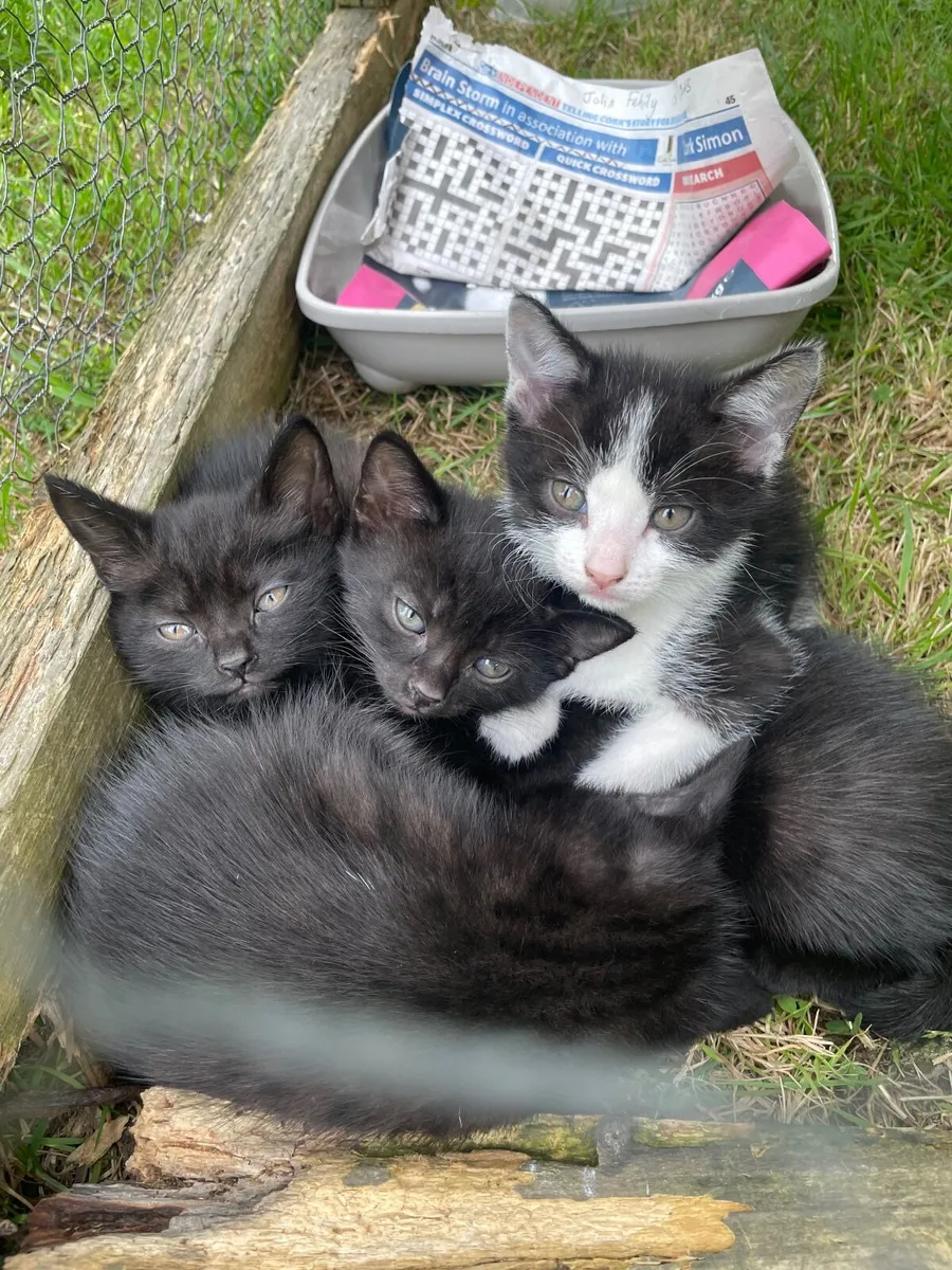 Kittens - Image 4