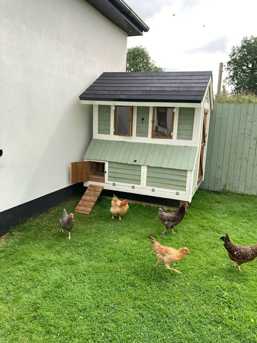 Chicken coop - Image 2