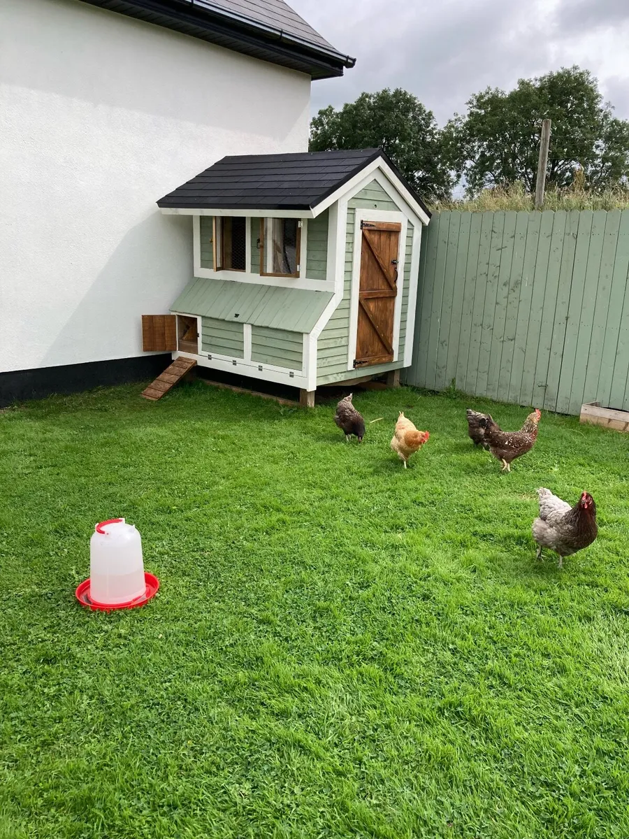 Chicken coop - Image 4