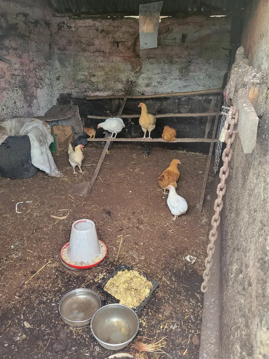 Hens and chickens