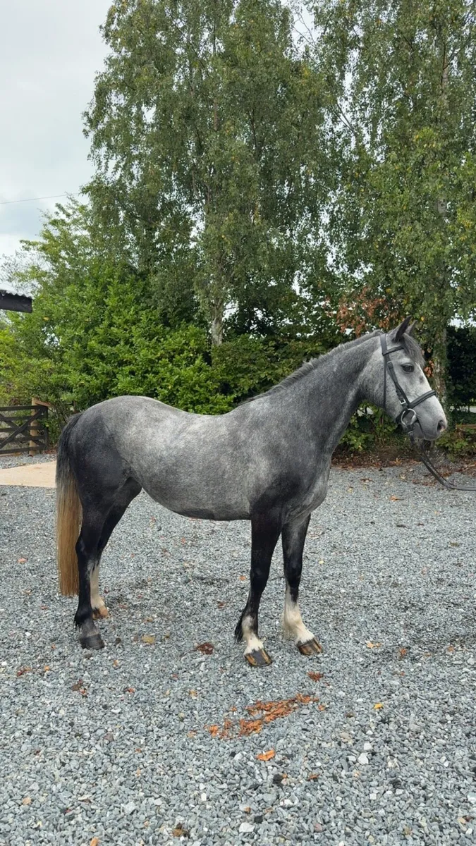 !* Fun 14.1hh Alrounder !* - Image 1