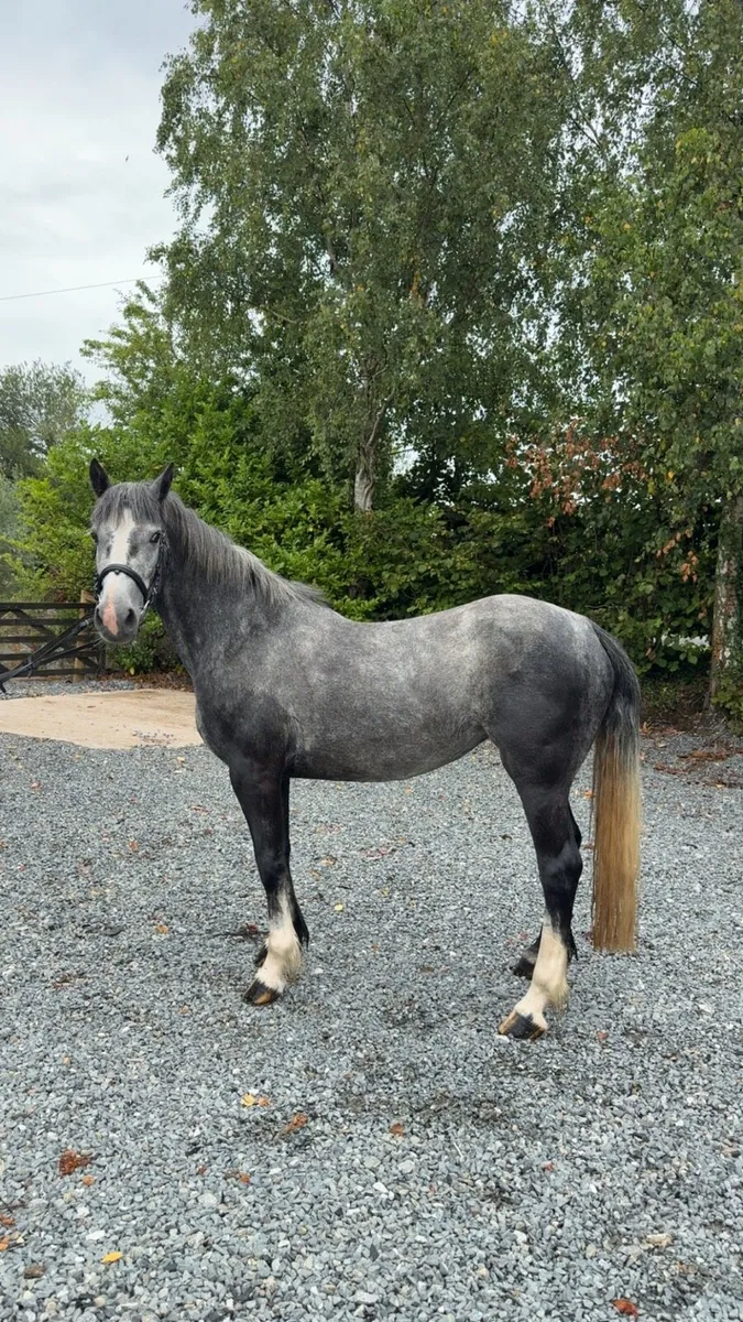!* Fun 14.1hh Alrounder !* - Image 2