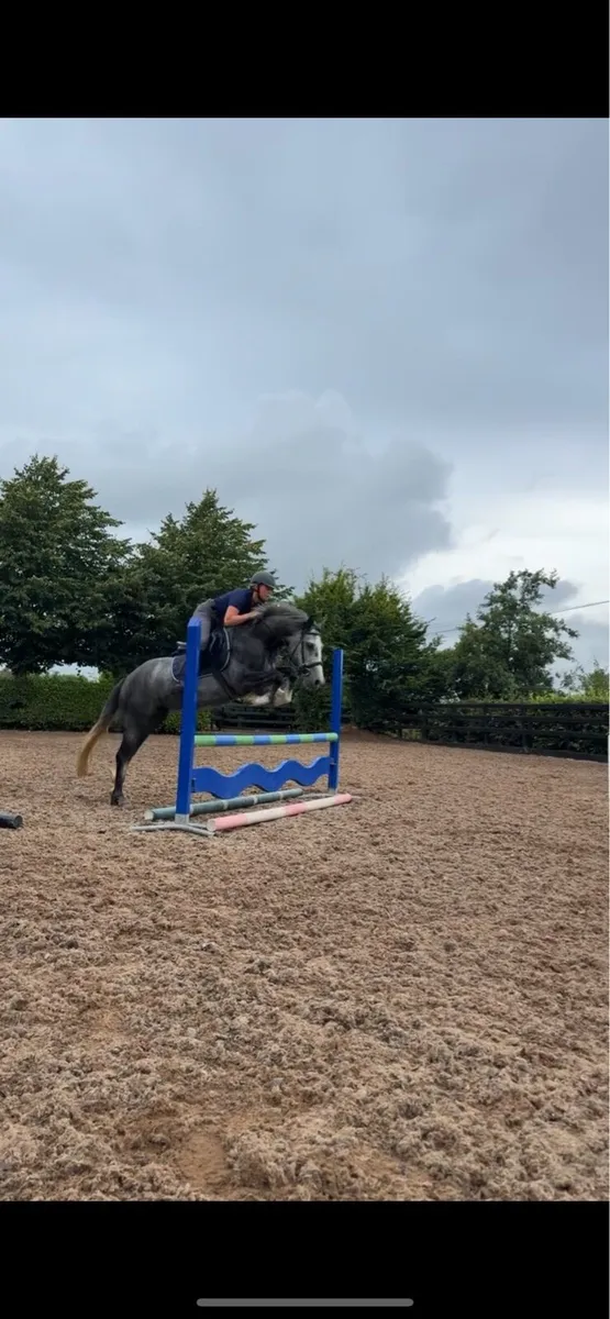 !* Fun 14.1hh Alrounder !* - Image 3
