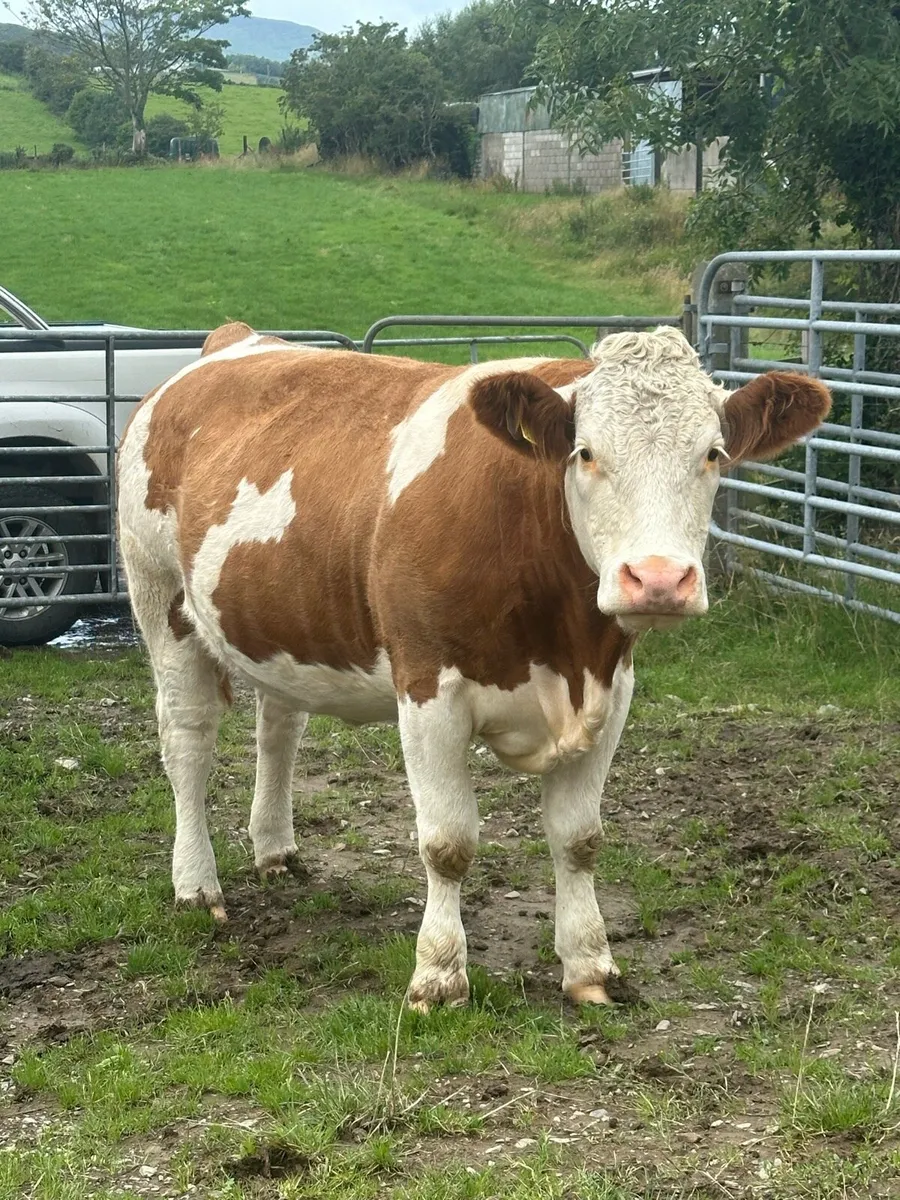 Incalf Simmental heifers - Image 1