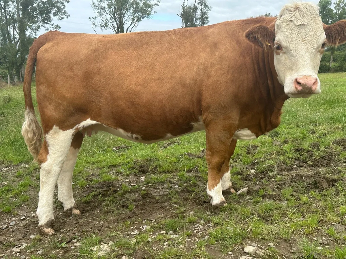 Incalf Simmental heifers - Image 2