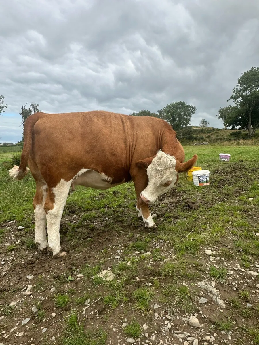 Incalf Simmental heifers - Image 3