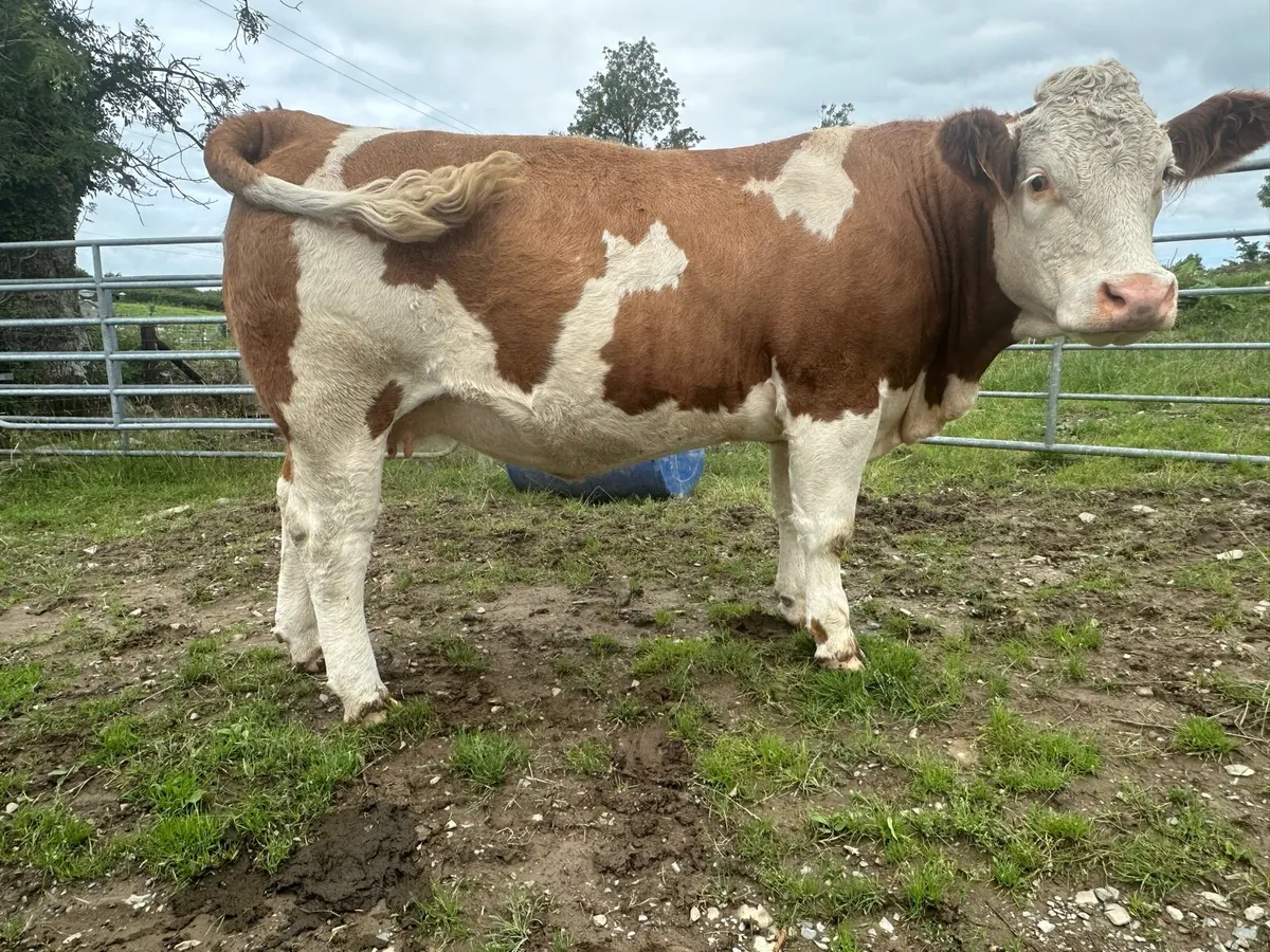 Incalf Simmental heifers - Image 4