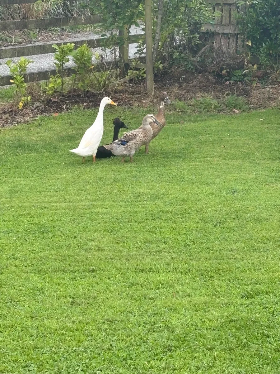 duck - Image 1