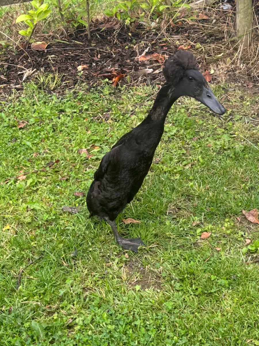duck - Image 2
