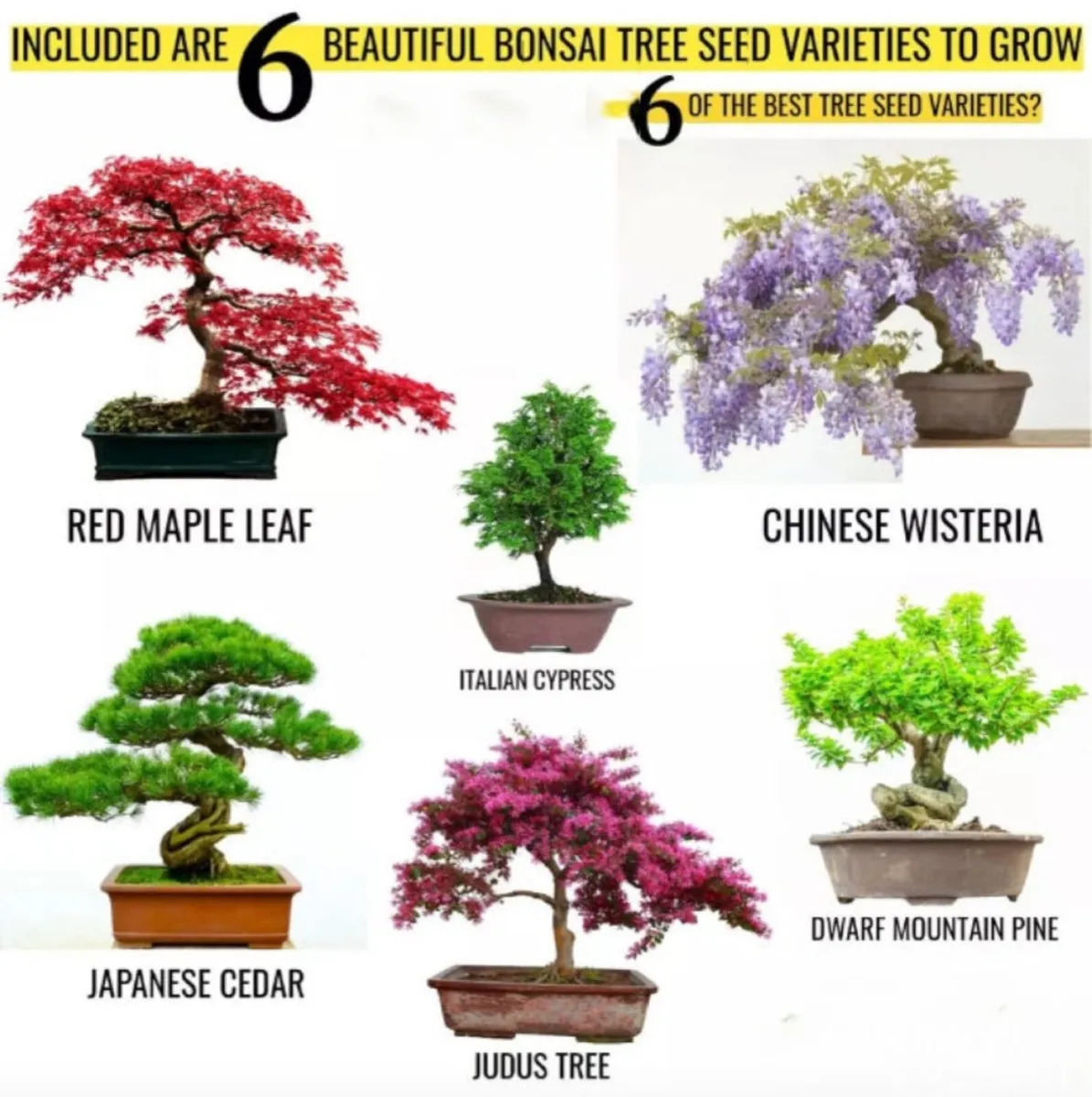 Bonsai Tree Kit Grow 6 Of Your Own Bonsai Trees! - Image 3