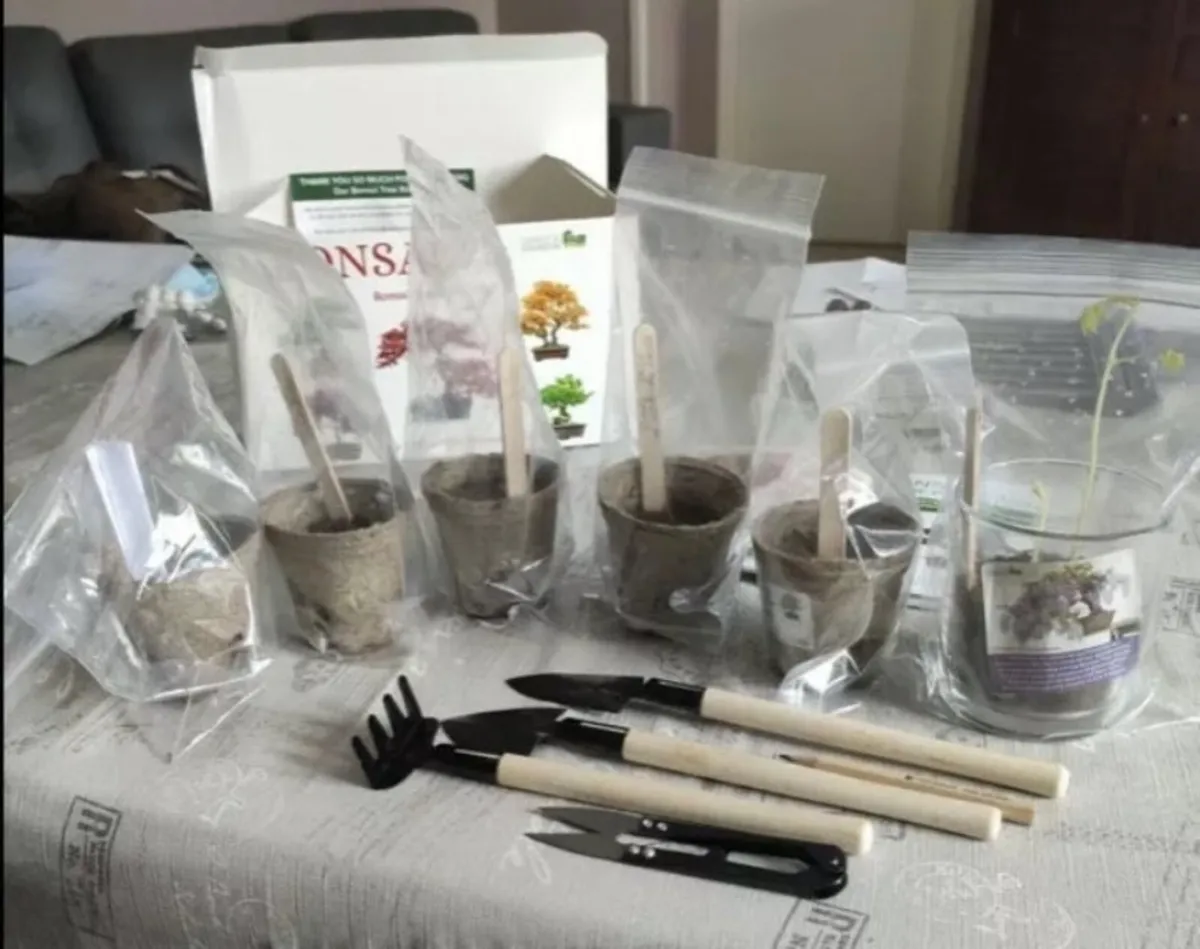 Bonsai Tree Kit Grow 6 Of Your Own Bonsai Trees! - Image 4