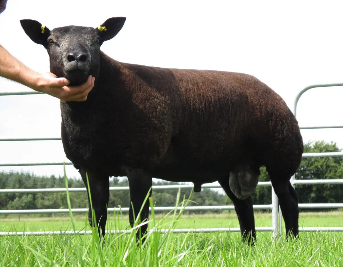 Blue Texel lambs - Image 1
