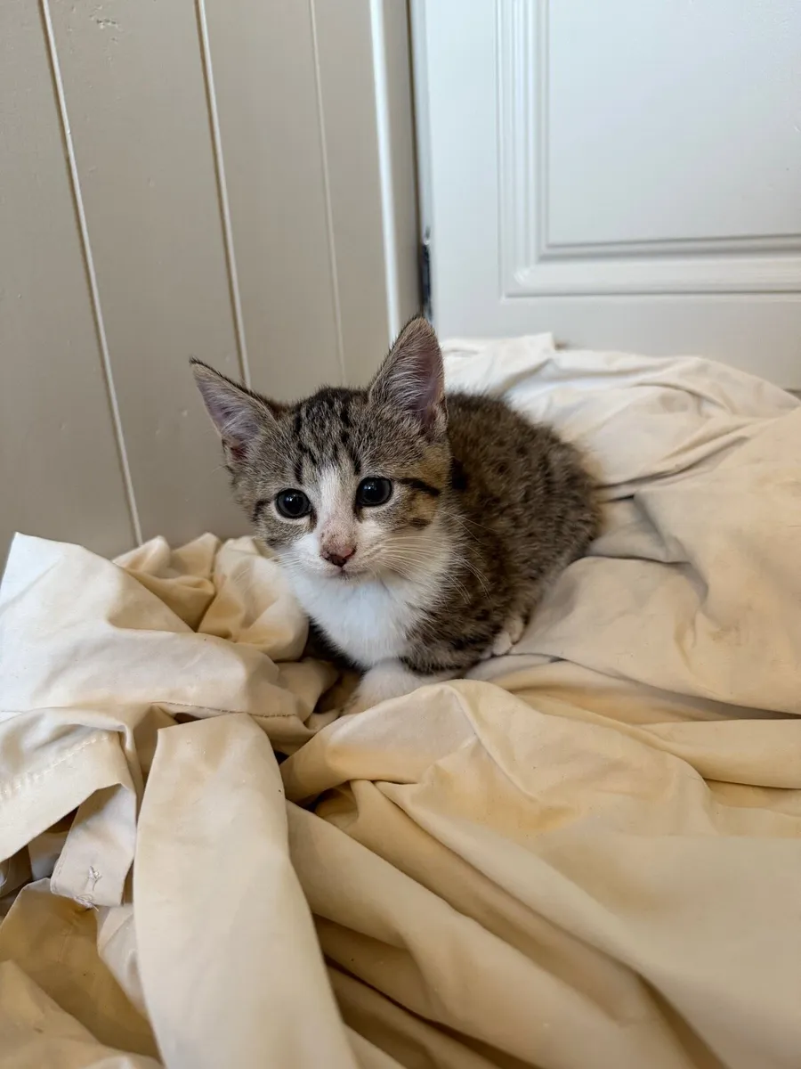 Adorable kittens looking new homes - Image 1