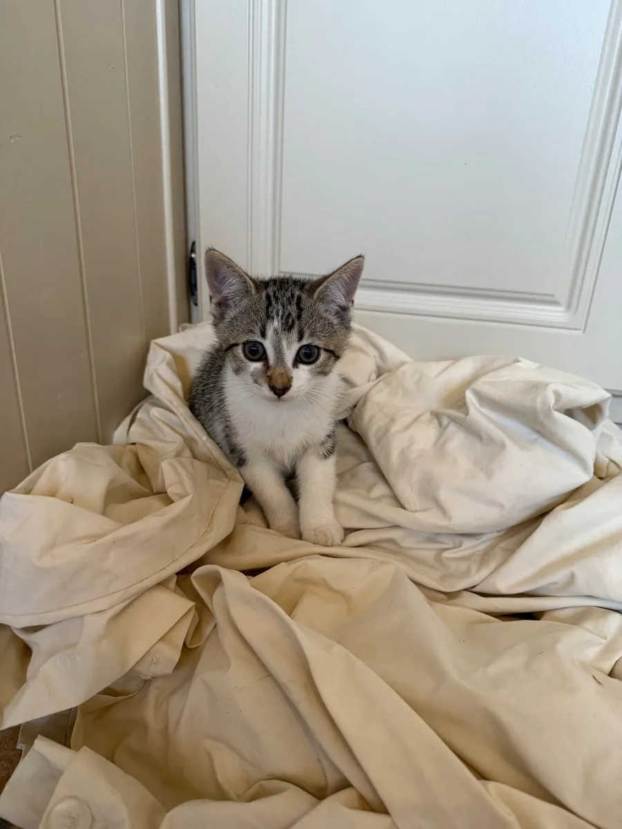 Adorable kittens looking new homes - Image 2