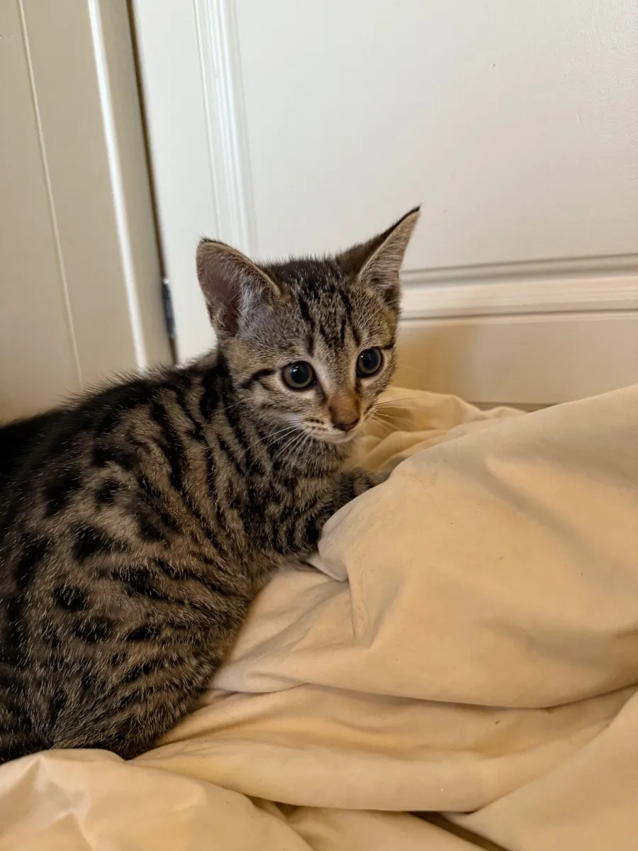 Adorable kittens looking new homes - Image 3