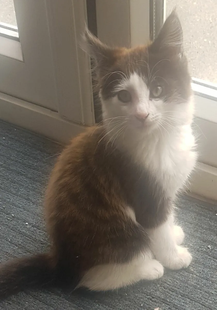 Kittens - Image 2