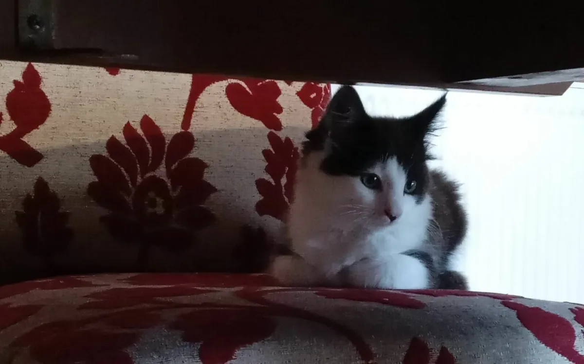 Kittens - Image 3