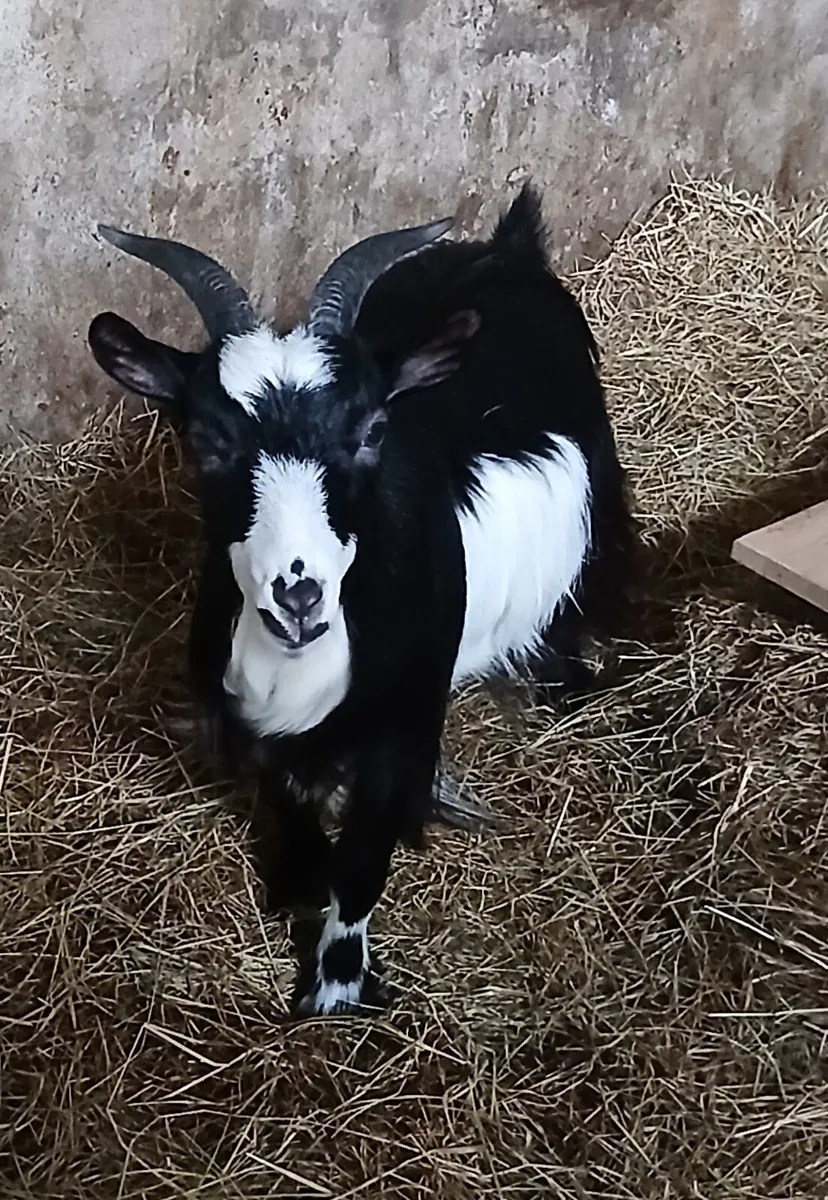Pygmy Goats - Image 1