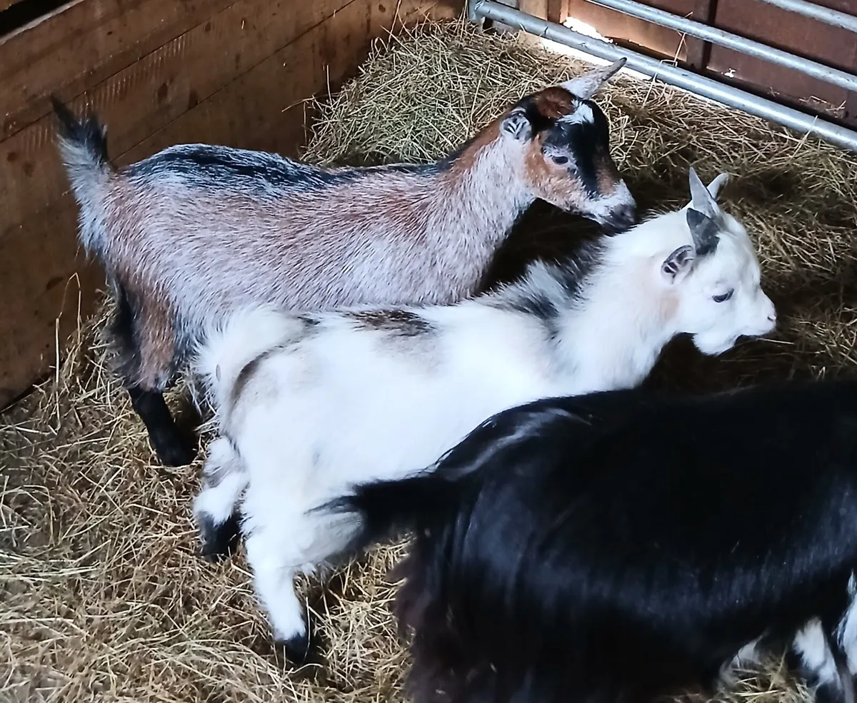 Pygmy Goats - Image 2