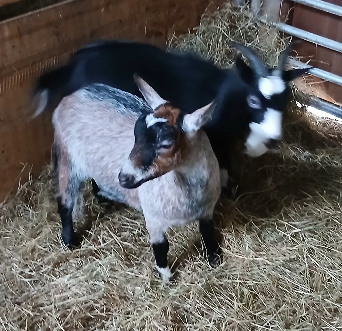 Pygmy Goats - Image 3