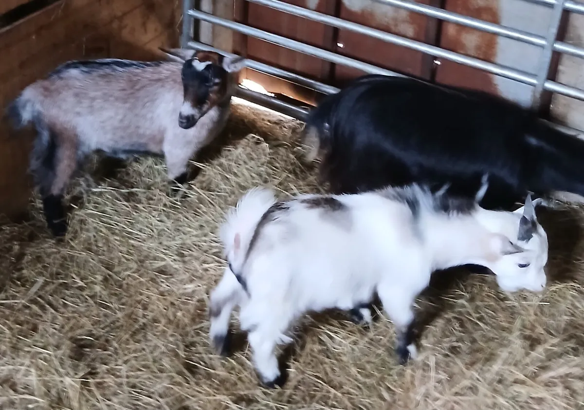 Pygmy Goats - Image 4