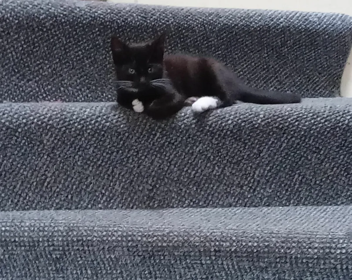 Kittens - Image 1