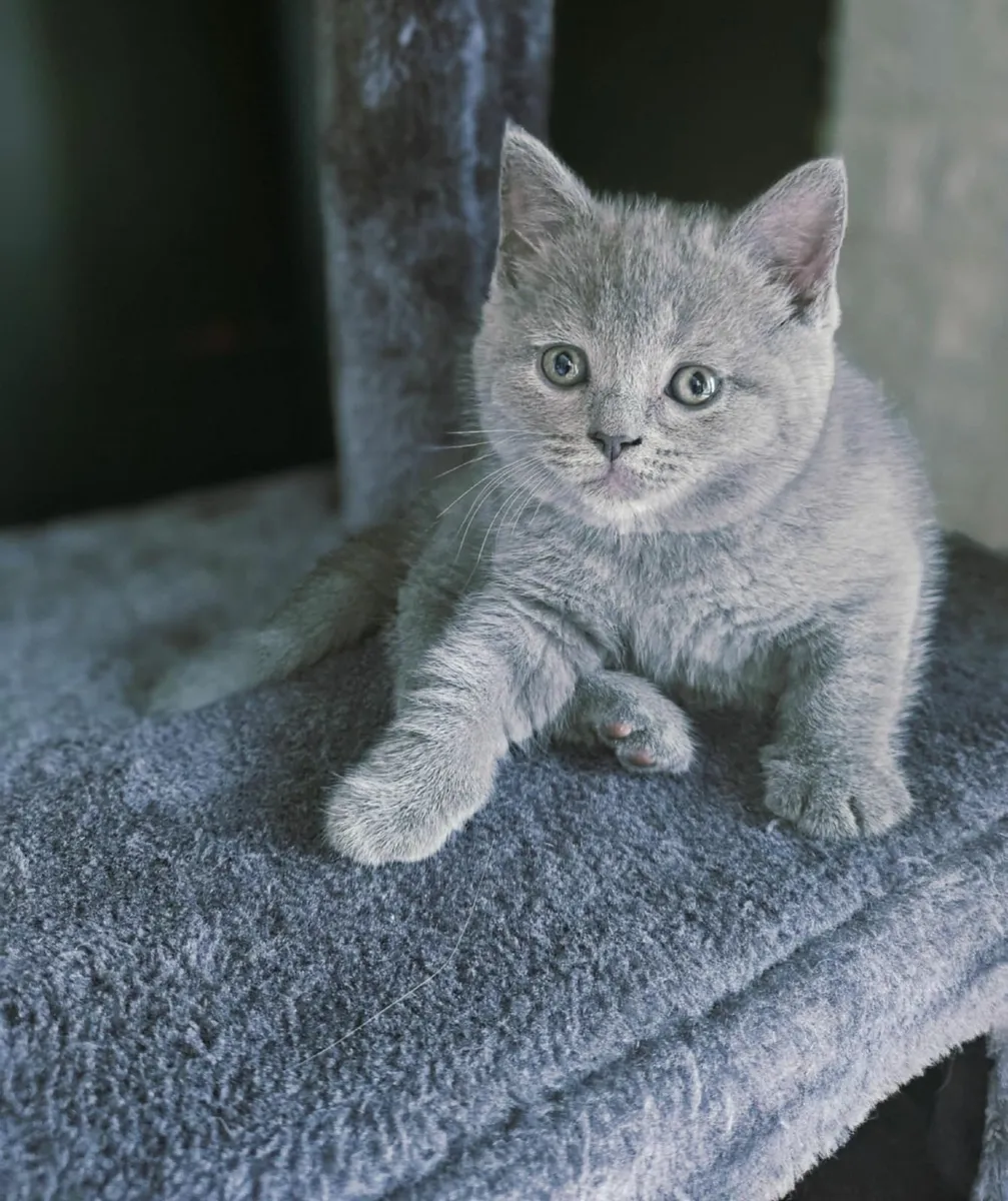British shorthair kittens - Image 1