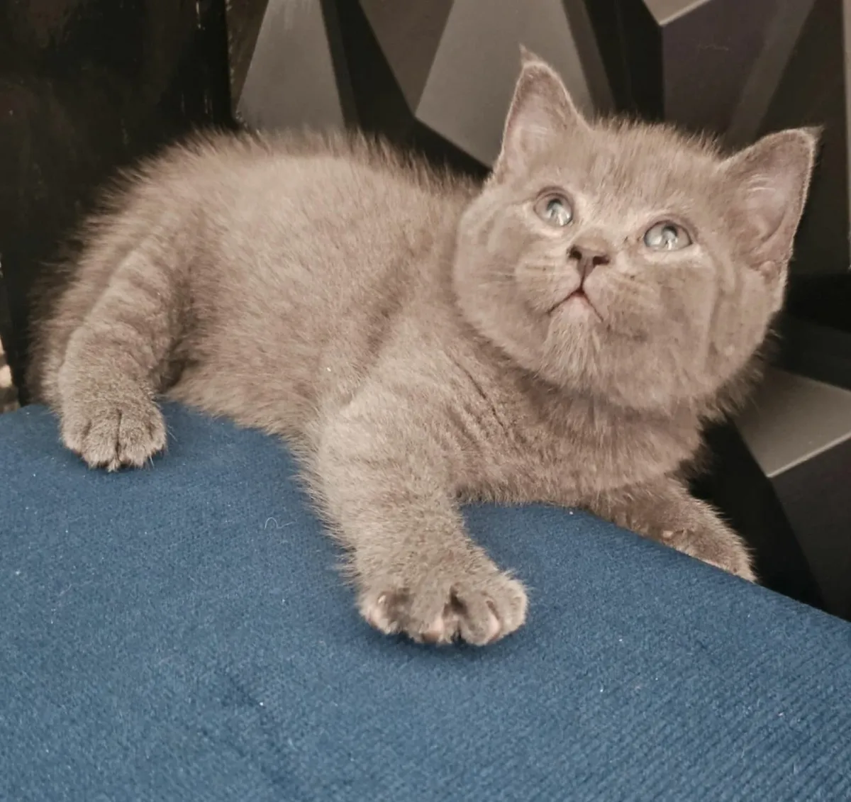 British shorthair kittens - Image 2