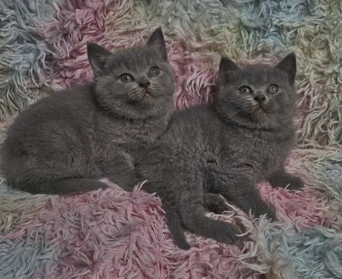 British shorthair kittens - Image 3