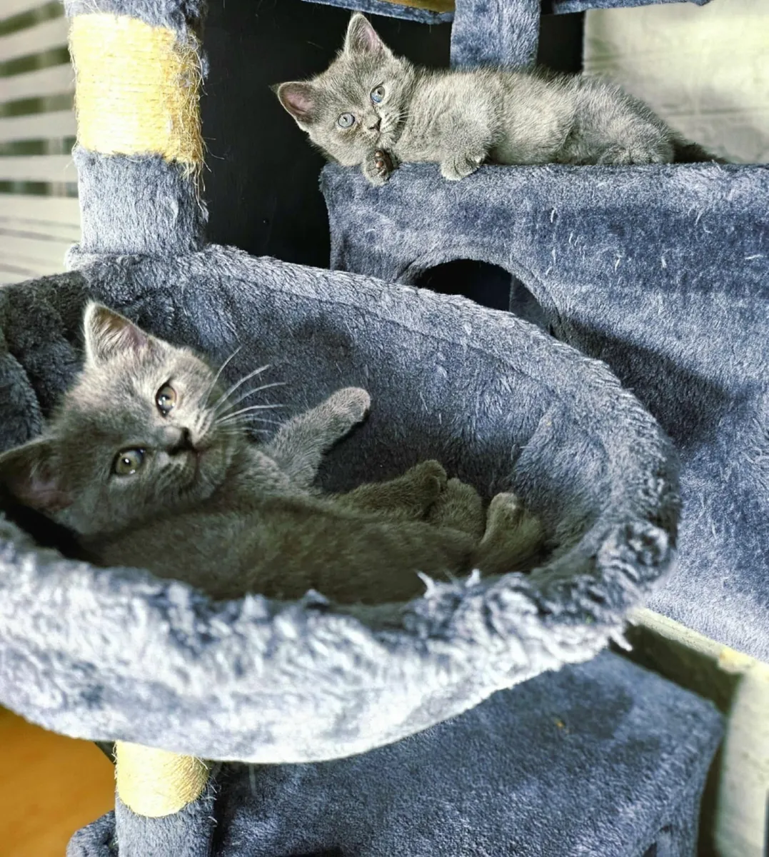 British shorthair kittens - Image 4