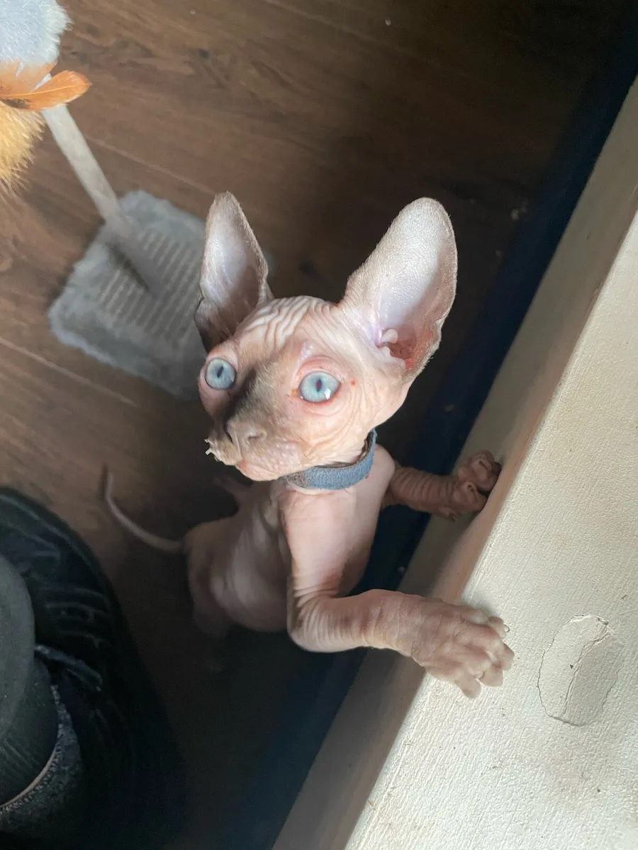 Sphynx kittens - Image 1