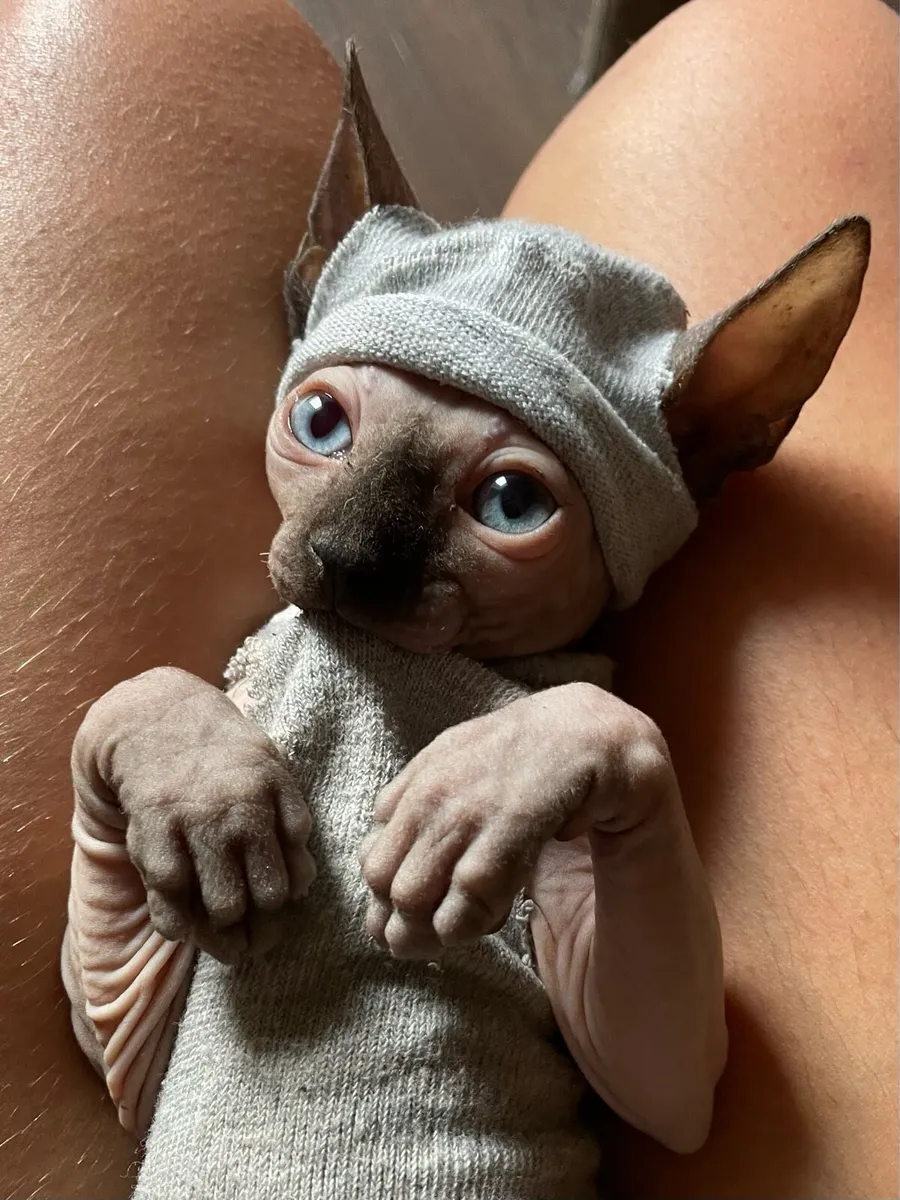 Sphynx kittens - Image 3
