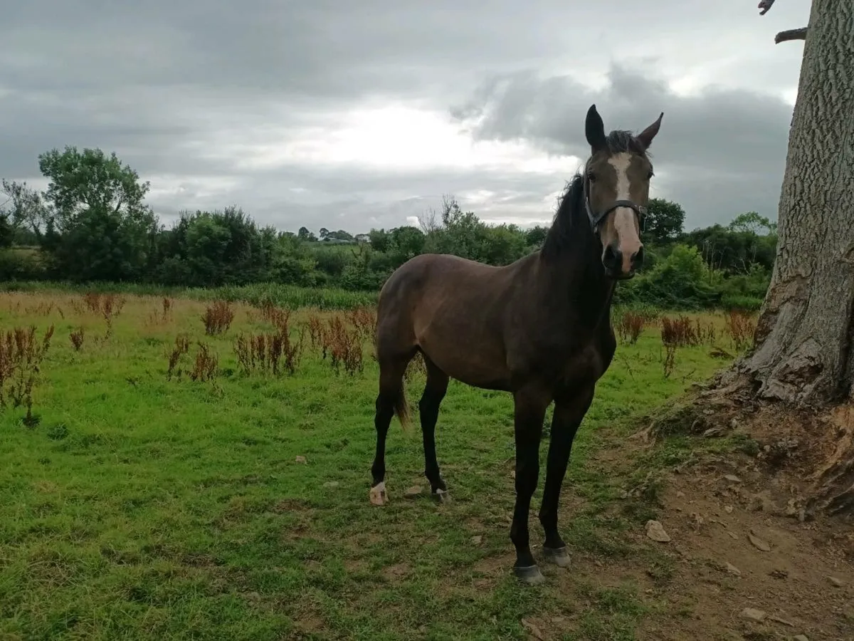 3 yo Chacfly PS Gedling for Sale - Image 2