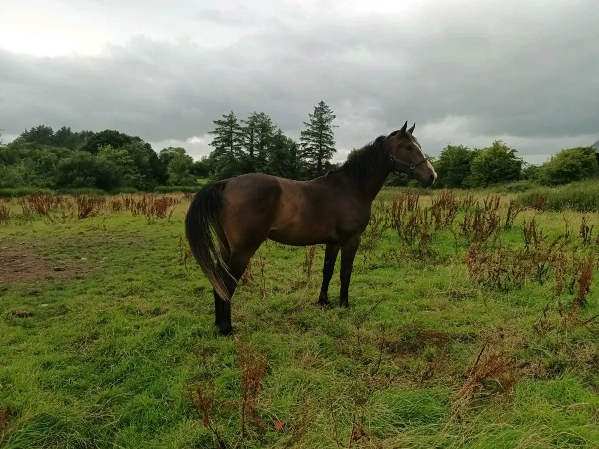 3 yo Chacfly PS Gedling for Sale - Image 3