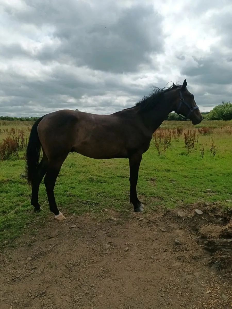 3 yo Chacfly PS Gedling for Sale - Image 1