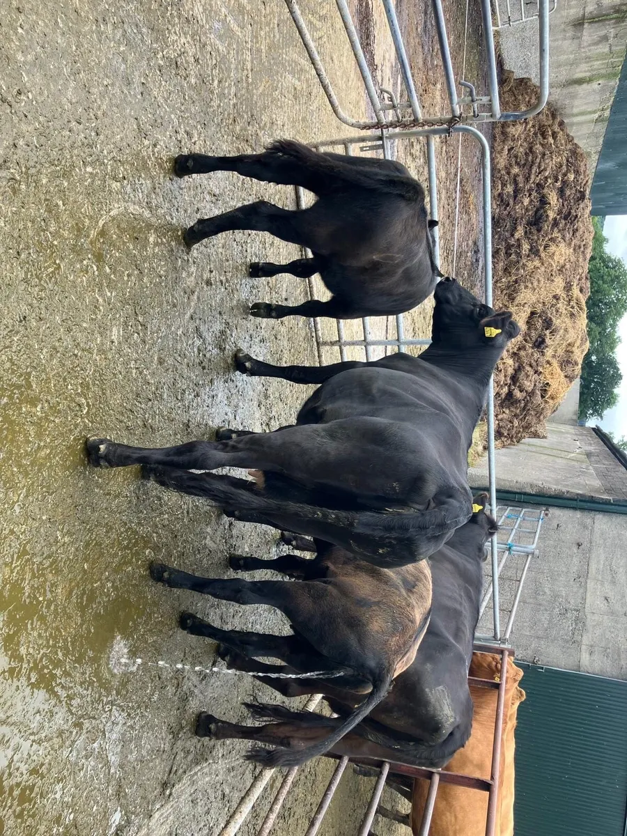 Livestock - Image 1