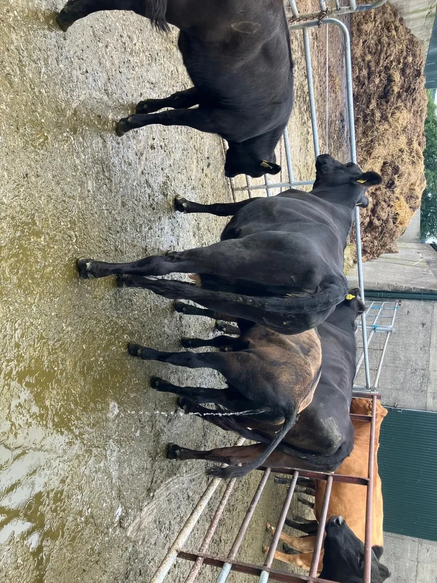 Livestock - Image 2