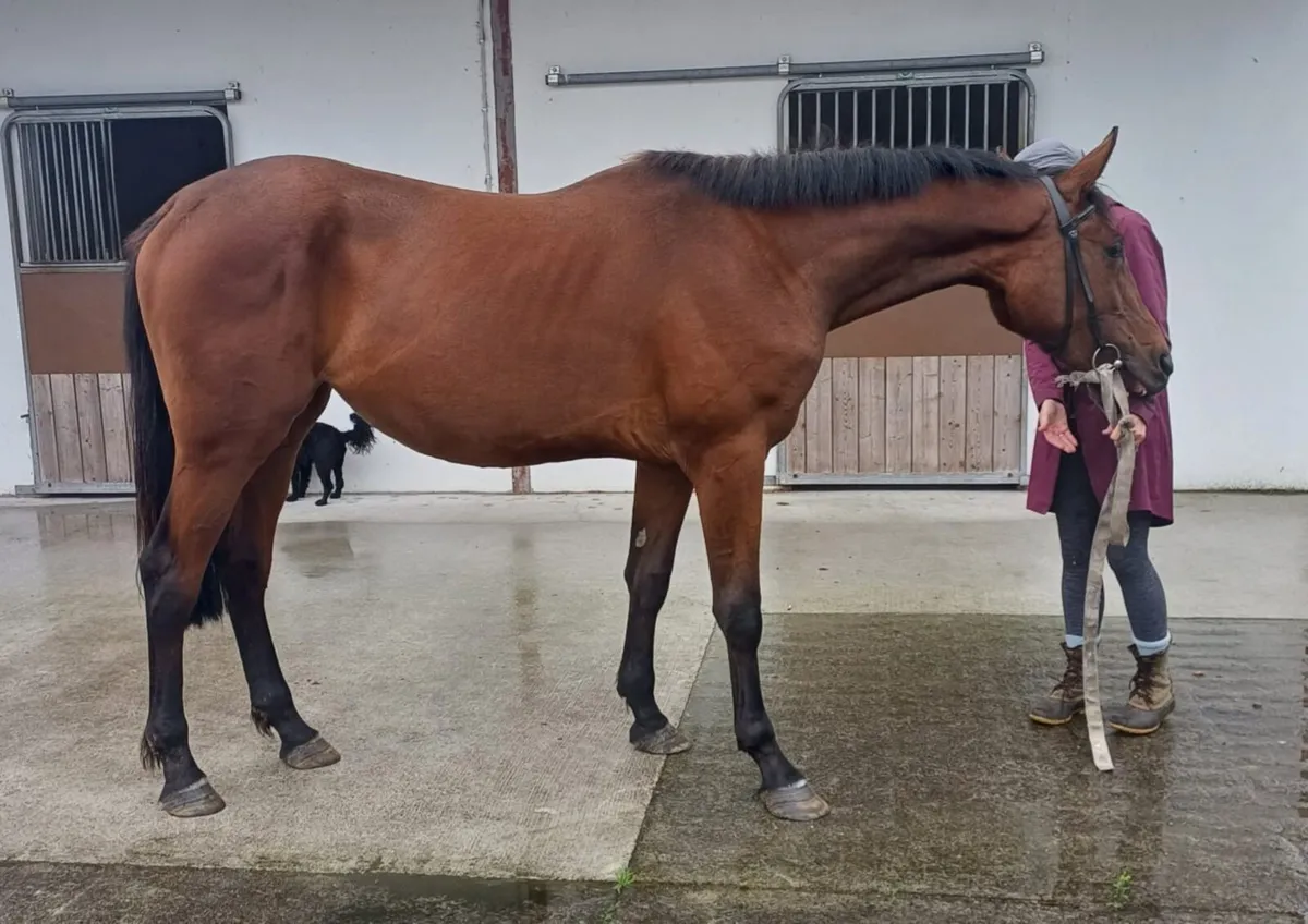 2 YO filly with potential - Image 1