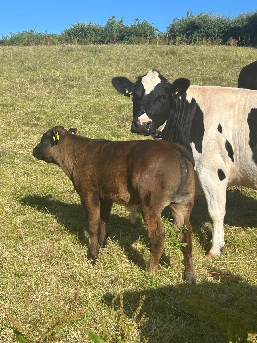 Pedigree Blonde Bull - Image 2