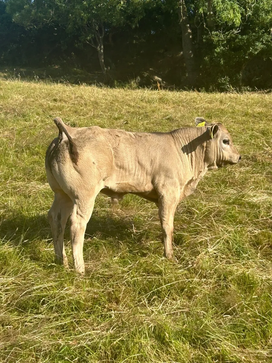 Pedigree Blonde Bull - Image 3