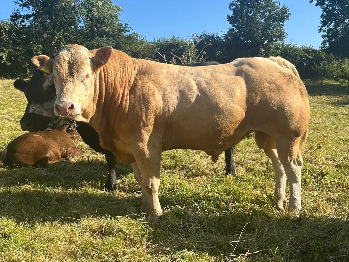 Pedigree Blonde Bull - Image 4