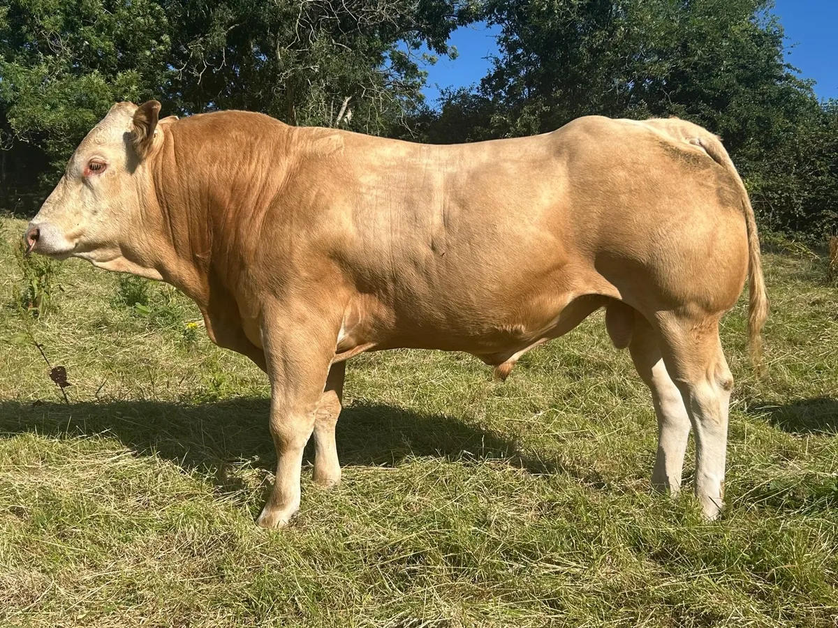 Pedigree Blonde Bull - Image 1