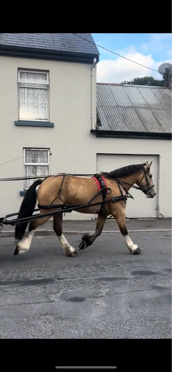 Ride & Drive cob - Image 4
