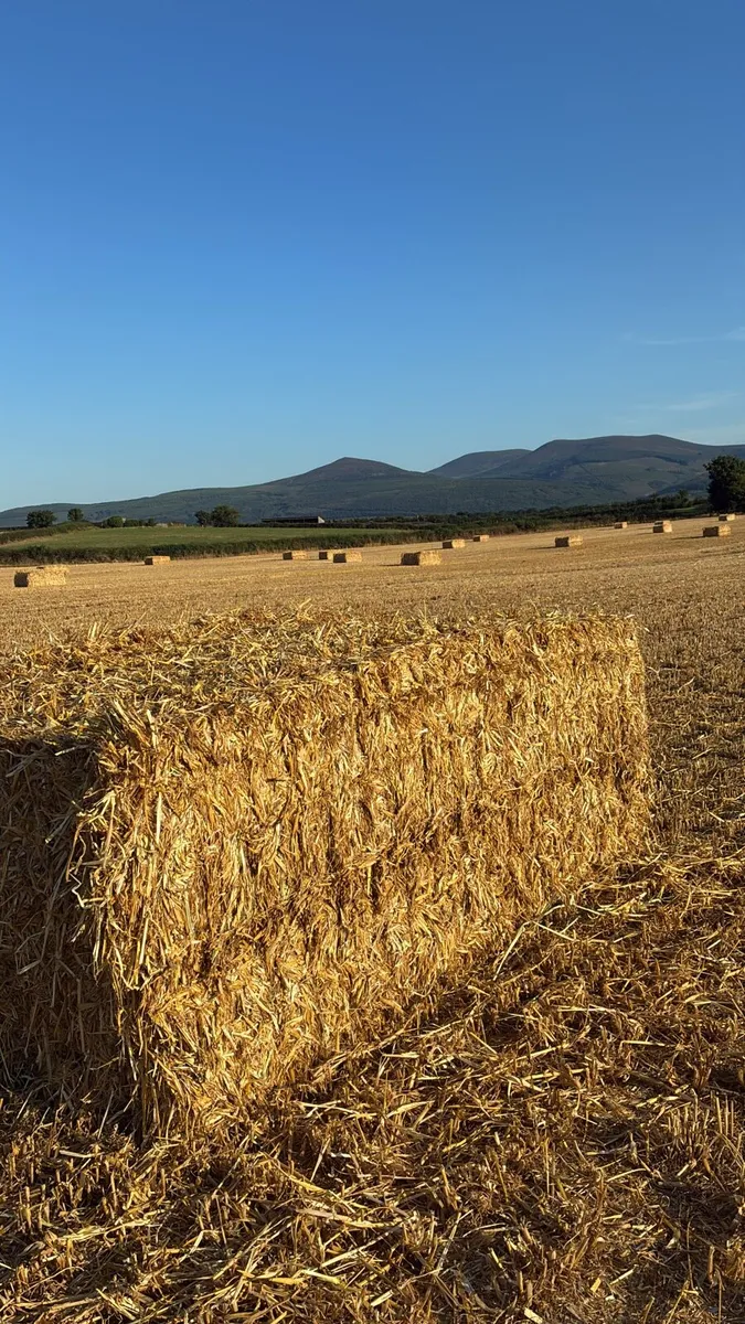 Straw 8x4x3 - Image 1