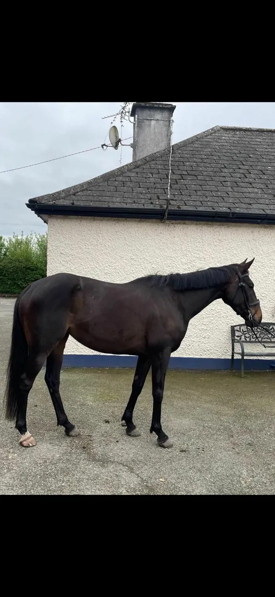 Lovely tb mare - Image 1
